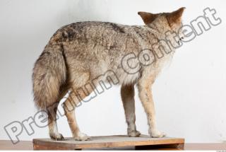 Wolf body photo reference 0005